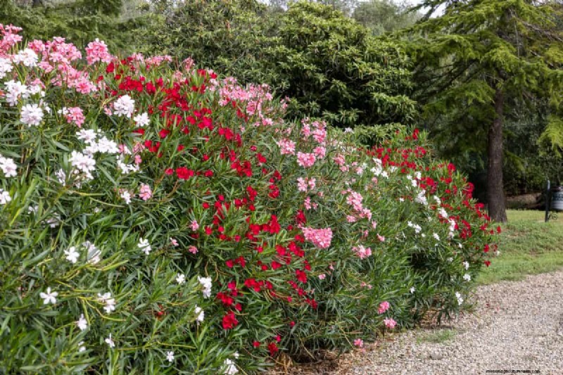 Heat-Tolerant Plants: 24 Varieties for a Thriving Summer Garden