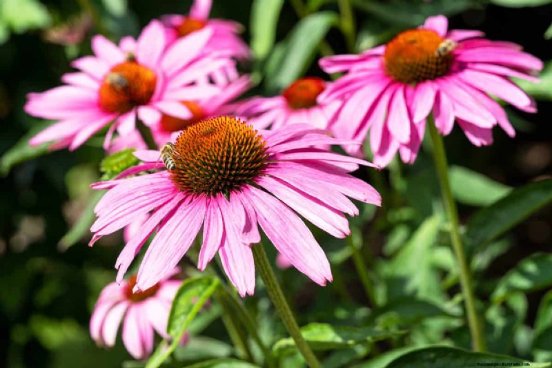 Heat-Tolerant Plants: 24 Varieties for a Thriving Summer Garden