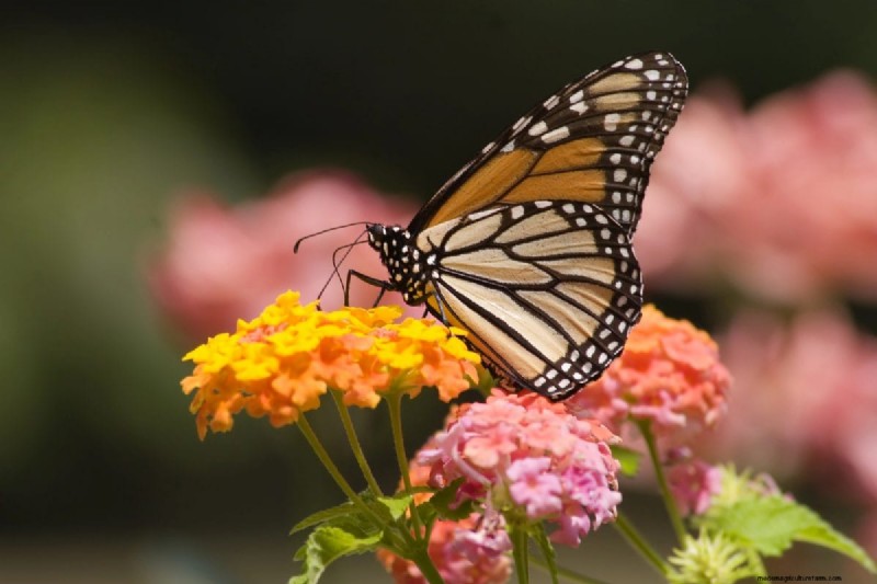 Heat-Tolerant Plants: 24 Varieties for a Thriving Summer Garden