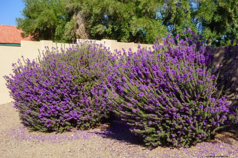 Heat-Tolerant Plants: 24 Varieties for a Thriving Summer Garden