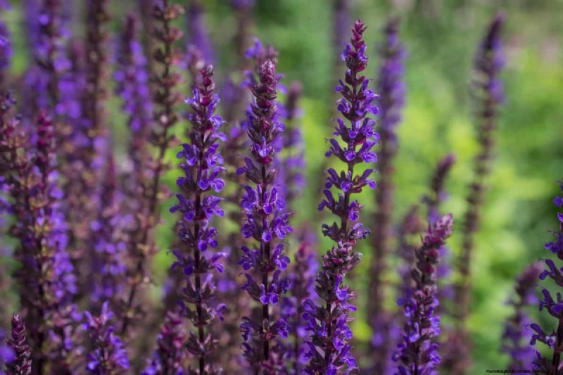 Heat-Tolerant Plants: 24 Varieties for a Thriving Summer Garden