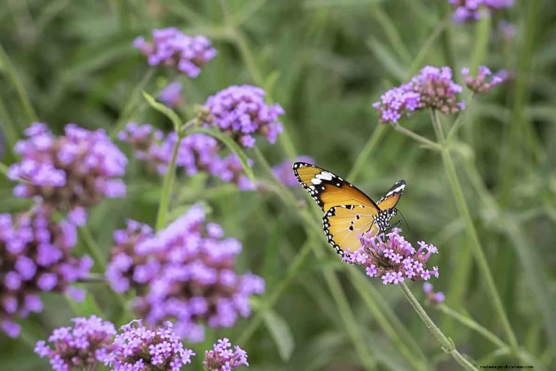 Heat-Tolerant Plants: 24 Varieties for a Thriving Summer Garden