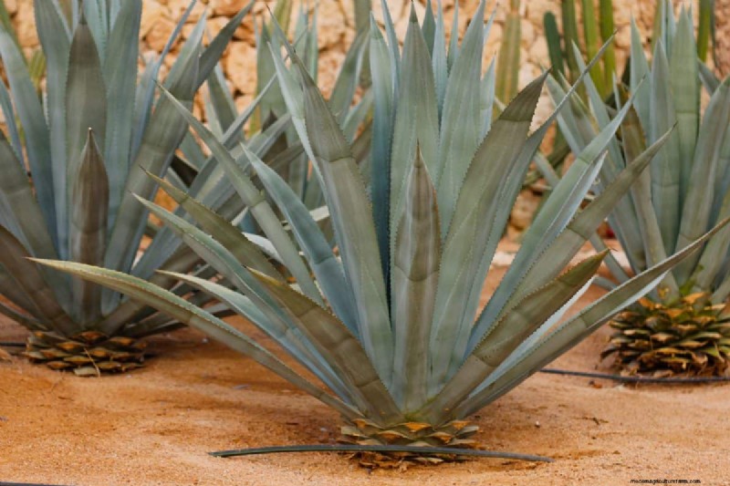 Heat-Tolerant Plants: 24 Varieties for a Thriving Summer Garden