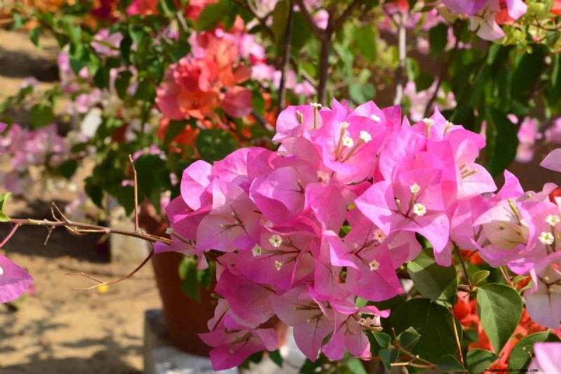 Heat-Tolerant Plants: 24 Varieties for a Thriving Summer Garden