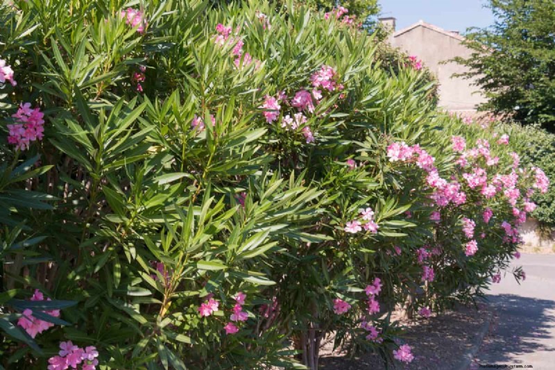 Heat-Tolerant Plants: 24 Varieties for a Thriving Summer Garden