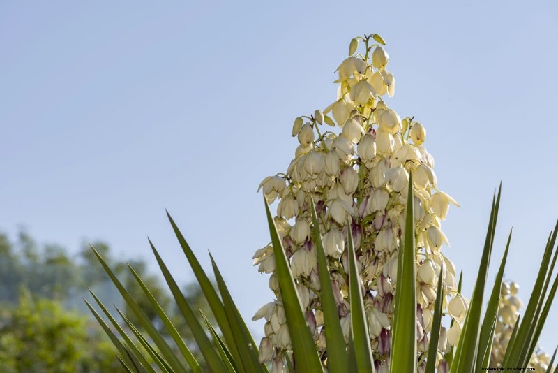 Heat-Tolerant Plants: 24 Varieties for a Thriving Summer Garden
