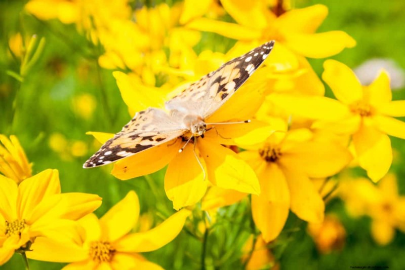 Heat-Tolerant Plants: 24 Varieties for a Thriving Summer Garden