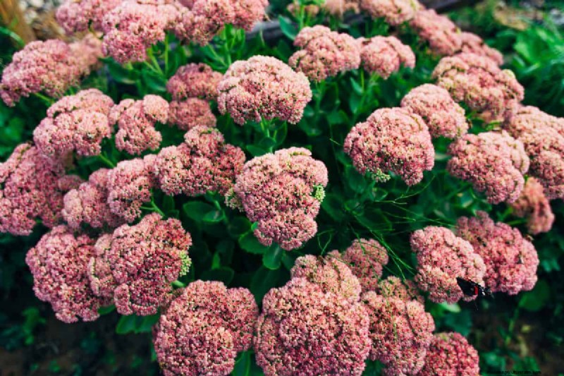 Heat-Tolerant Plants: 24 Varieties for a Thriving Summer Garden