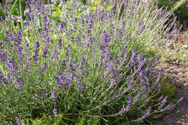 Heat-Tolerant Plants: 24 Varieties for a Thriving Summer Garden