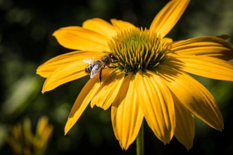 Heat-Tolerant Plants: 24 Varieties for a Thriving Summer Garden