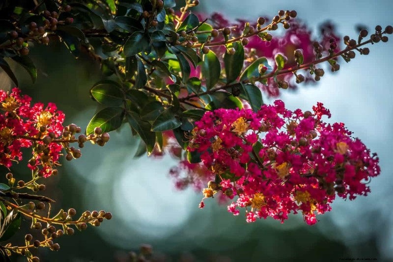 Heat-Tolerant Plants: 24 Varieties for a Thriving Summer Garden