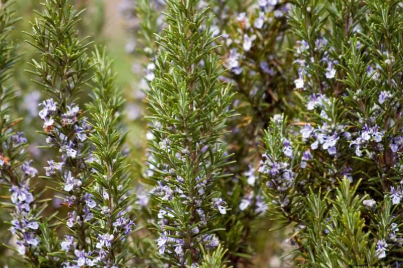 Heat-Tolerant Plants: 24 Varieties for a Thriving Summer Garden