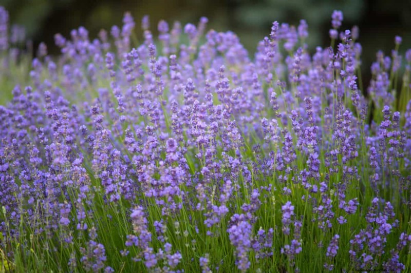 Heat-Tolerant Plants: 24 Varieties for a Thriving Summer Garden