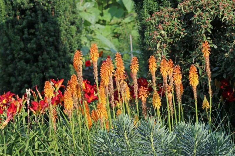 Heat-Tolerant Plants: 24 Varieties for a Thriving Summer Garden