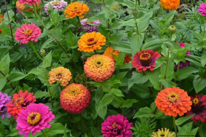 Heat-Tolerant Plants: 24 Varieties for a Thriving Summer Garden