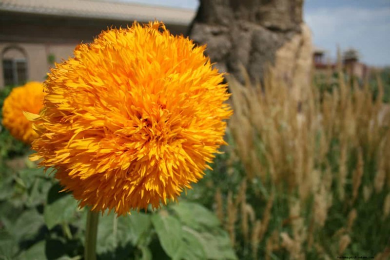 Heat-Tolerant Plants: 24 Varieties for a Thriving Summer Garden