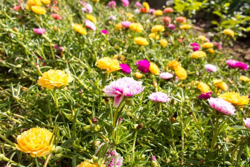 Heat-Tolerant Plants: 24 Varieties for a Thriving Summer Garden