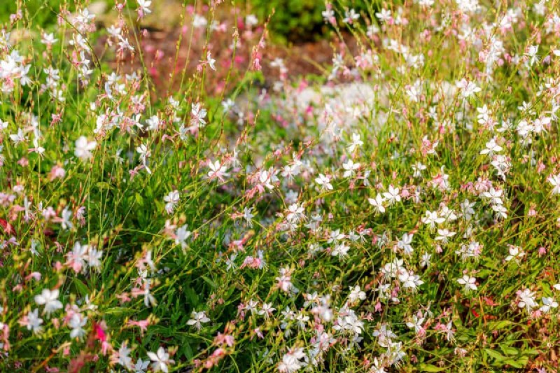 Heat-Tolerant Plants: 24 Varieties for a Thriving Summer Garden
