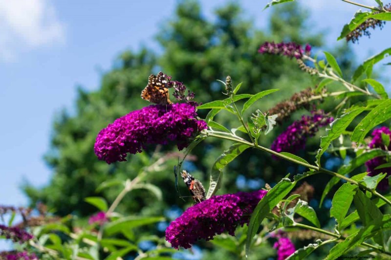 Heat-Tolerant Plants: 24 Varieties for a Thriving Summer Garden