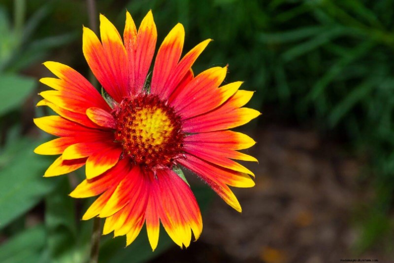 Heat-Tolerant Plants: 24 Varieties for a Thriving Summer Garden