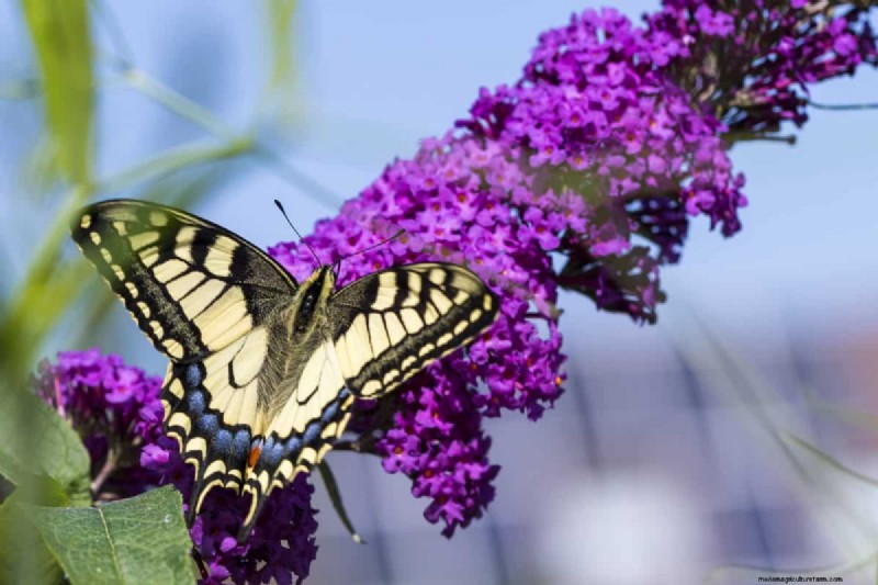 Heat-Tolerant Plants: 24 Varieties for a Thriving Summer Garden