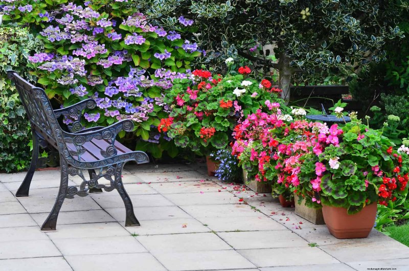 Best Container Plants for Sunny Patios: Heat-Tolerant & Low-Maintenance