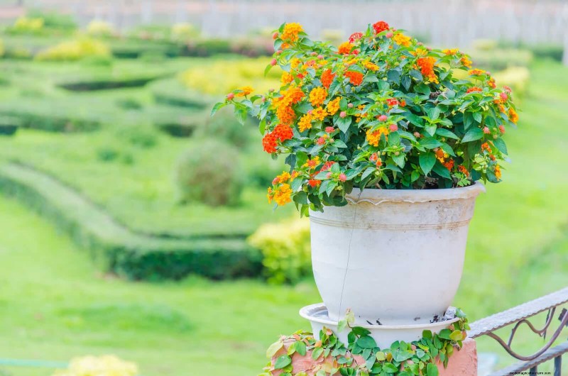 Best Container Plants for Sunny Patios: Heat-Tolerant & Low-Maintenance