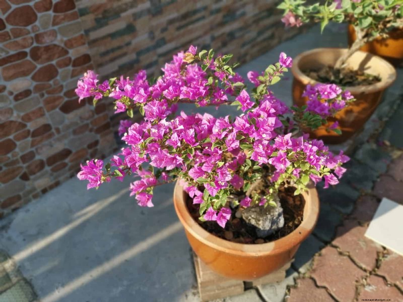 Best Container Plants for Sunny Patios: Heat-Tolerant & Low-Maintenance