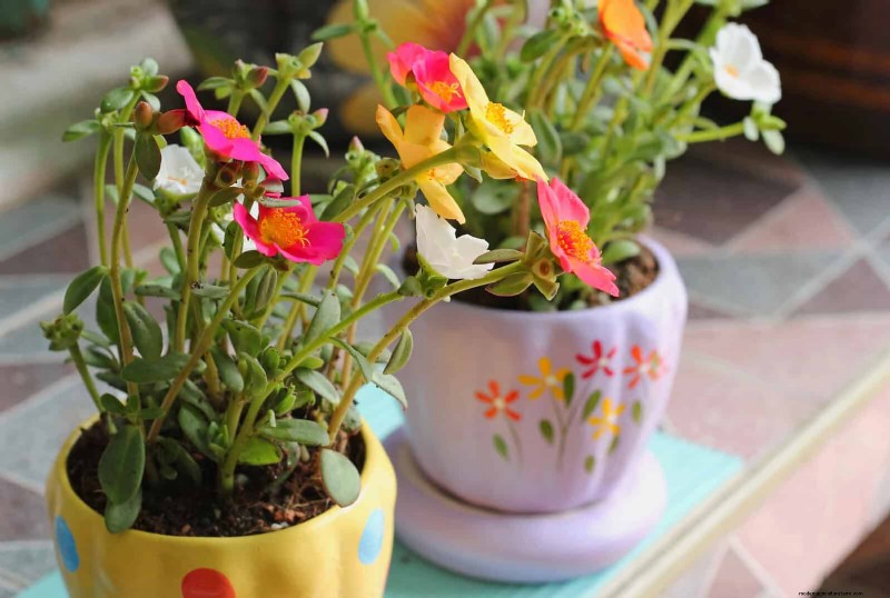 Best Container Plants for Sunny Patios: Heat-Tolerant & Low-Maintenance