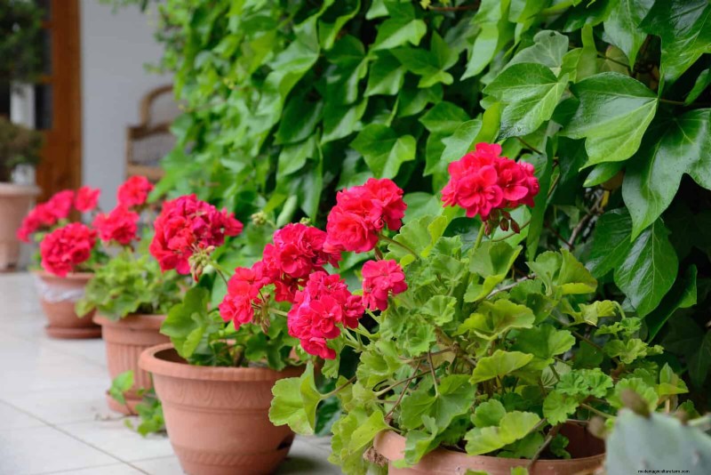 Best Container Plants for Sunny Patios: Heat-Tolerant & Low-Maintenance