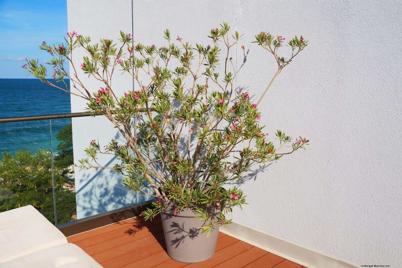 Best Container Plants for Sunny Patios: Heat-Tolerant & Low-Maintenance