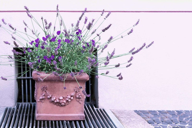 Best Container Plants for Sunny Patios: Heat-Tolerant & Low-Maintenance