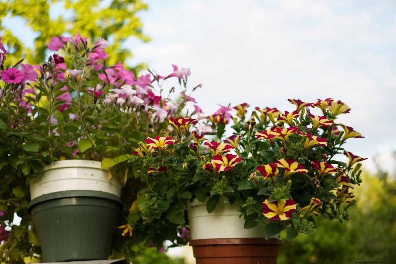 Best Container Plants for Sunny Patios: Heat-Tolerant & Low-Maintenance