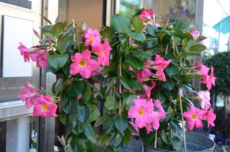 Best Container Plants for Sunny Patios: Heat-Tolerant & Low-Maintenance