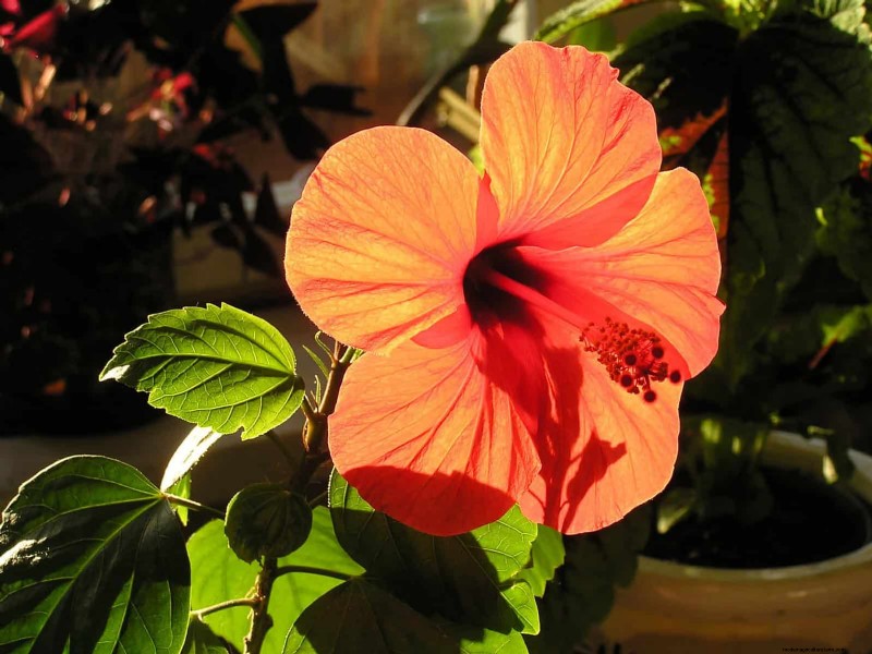 Best Container Plants for Sunny Patios: Heat-Tolerant & Low-Maintenance
