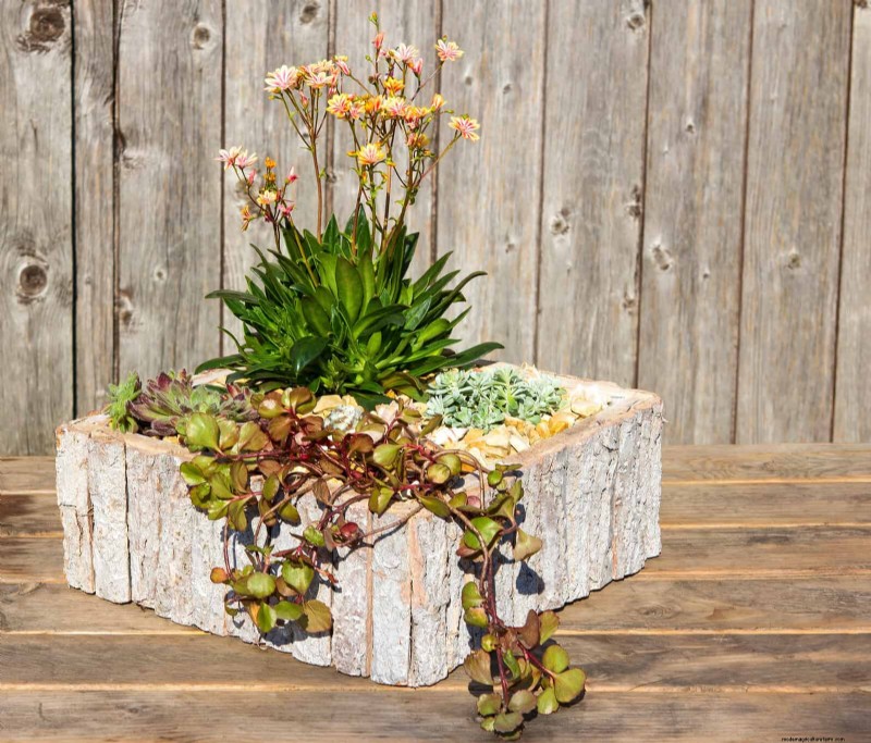 Best Container Plants for Sunny Patios: Heat-Tolerant & Low-Maintenance