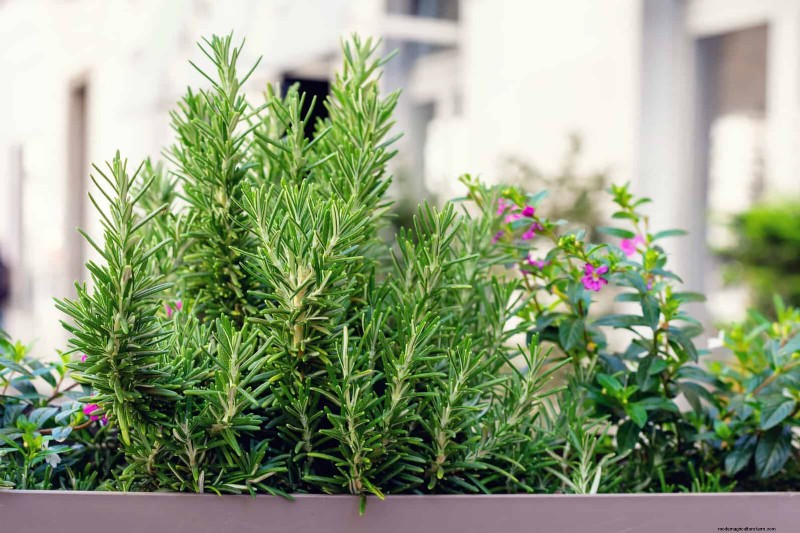 Best Container Plants for Sunny Patios: Heat-Tolerant & Low-Maintenance