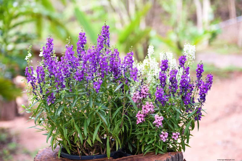 Best Container Plants for Sunny Patios: Heat-Tolerant & Low-Maintenance