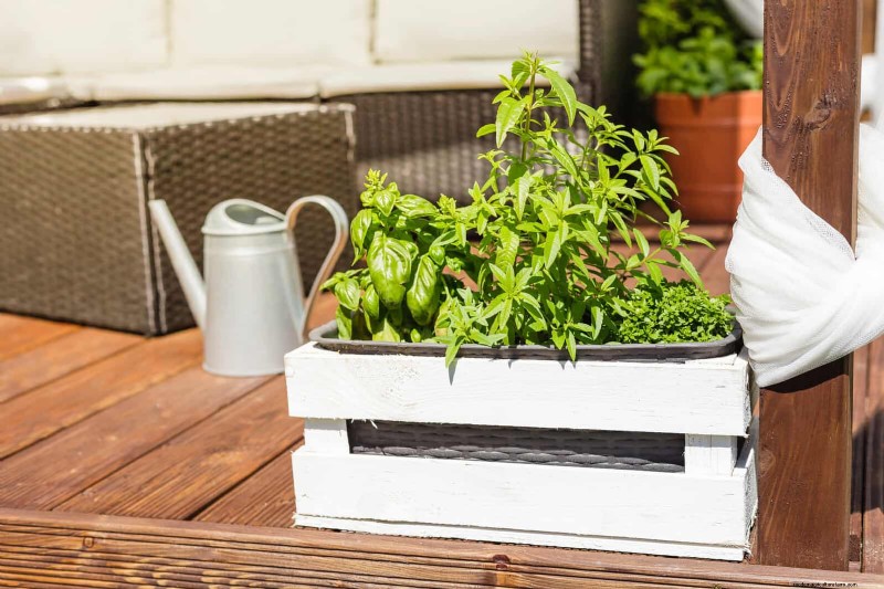 Best Container Plants for Sunny Patios: Heat-Tolerant & Low-Maintenance