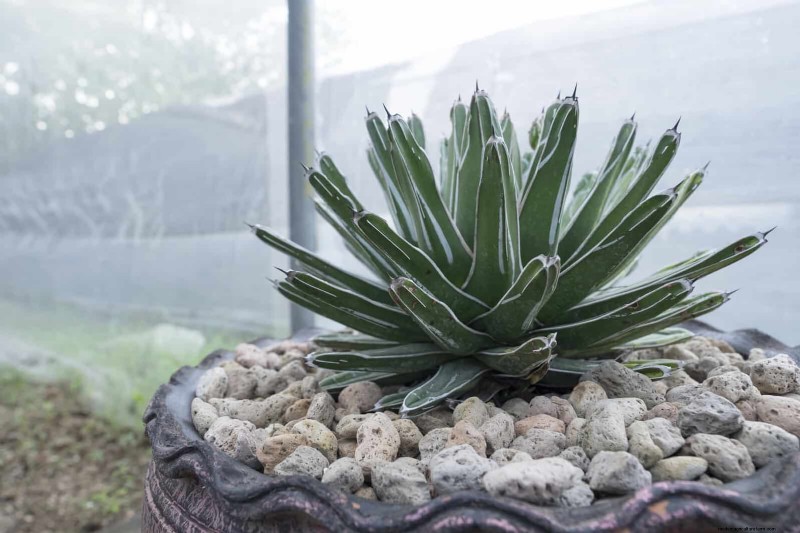 Best Container Plants for Sunny Patios: Heat-Tolerant & Low-Maintenance