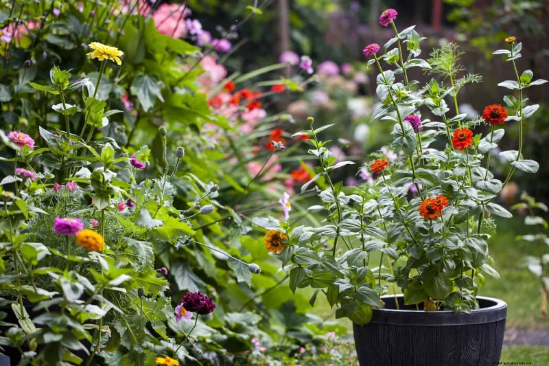 Best Container Plants for Sunny Patios: Heat-Tolerant & Low-Maintenance