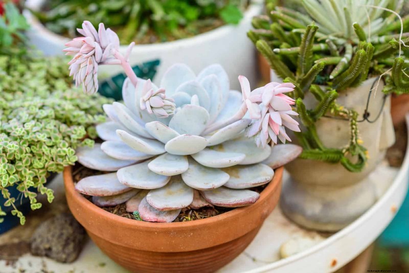 Best Container Plants for Sunny Patios: Heat-Tolerant & Low-Maintenance