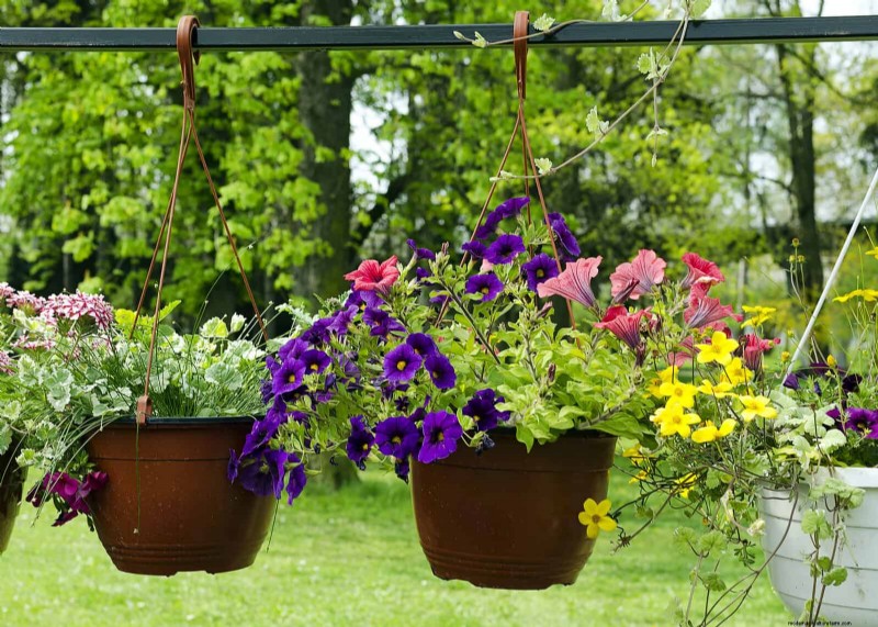 Best Container Plants for Sunny Patios: Heat-Tolerant & Low-Maintenance
