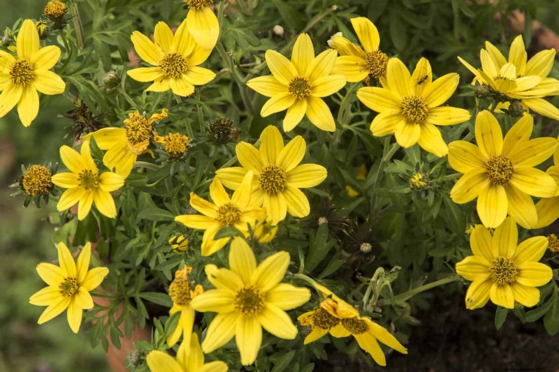 Best Container Plants for Sunny Patios: Heat-Tolerant & Low-Maintenance