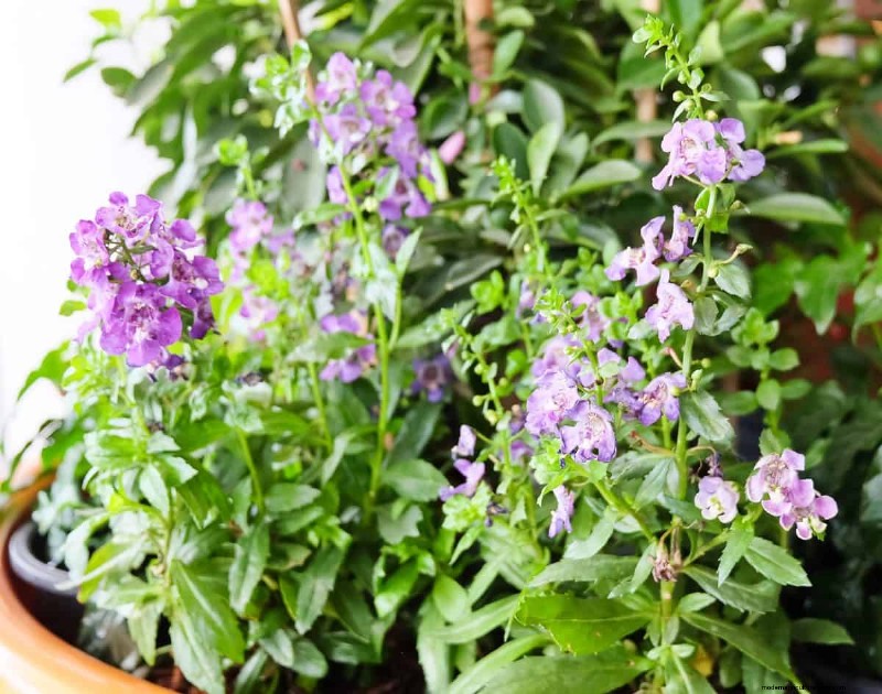 Best Container Plants for Sunny Patios: Heat-Tolerant & Low-Maintenance