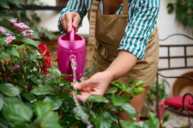 Best Container Plants for Sunny Patios: Heat-Tolerant & Low-Maintenance