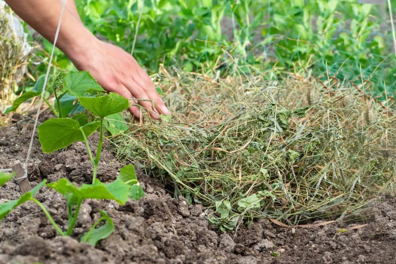 Smart Gardening Hacks: Save Time, Water & Money - Expert Tips