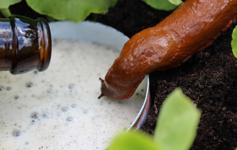 Smart Gardening Hacks: Save Time, Water & Money - Expert Tips
