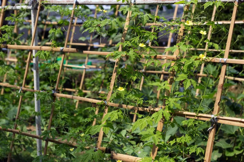 Smart Gardening Hacks: Save Time, Water & Money - Expert Tips