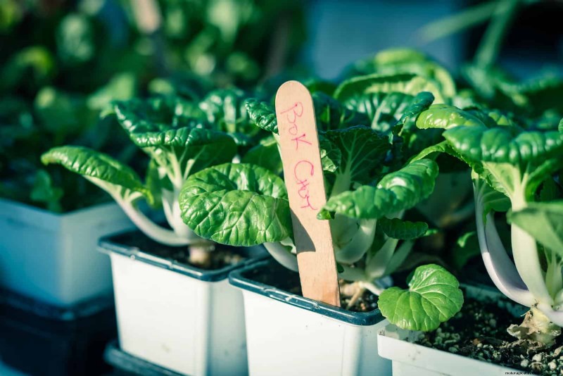 Smart Gardening Hacks: Save Time, Water & Money - Expert Tips